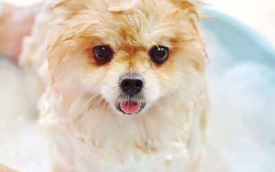 Toelettatura del cane: ogni quanto va fatta?