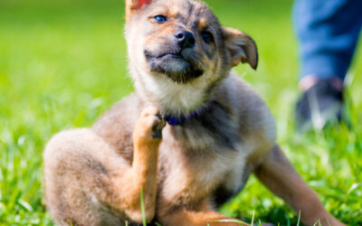 Antiparassitari per cani