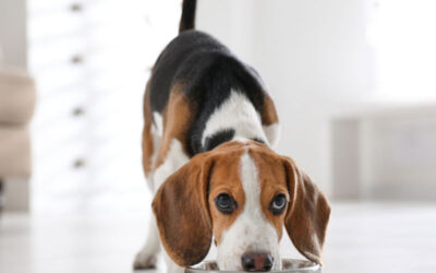 Alimentazione del cane