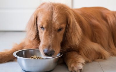 Crocchette ipoallergenici per cani allergici