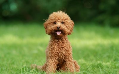 Barboncino toy: Cura, aspetto e carattere